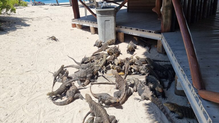 iguanas_cayo_iguanas