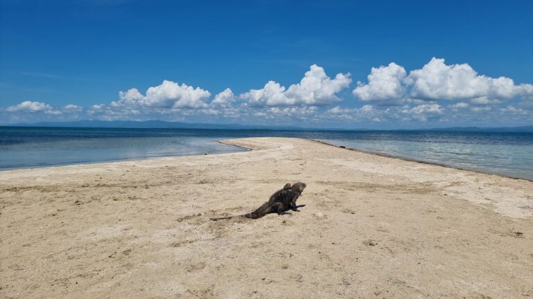 iguana en cayo iguanas